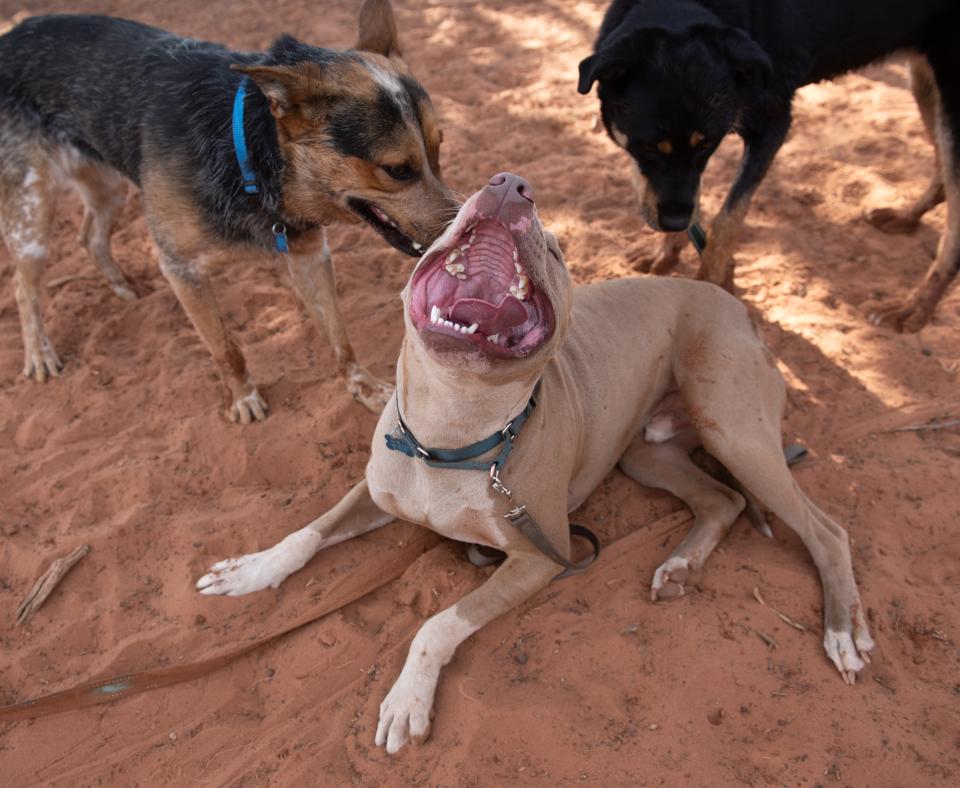 Bonito the dog's mouth playfully open outside with two other dogs during a playgroup