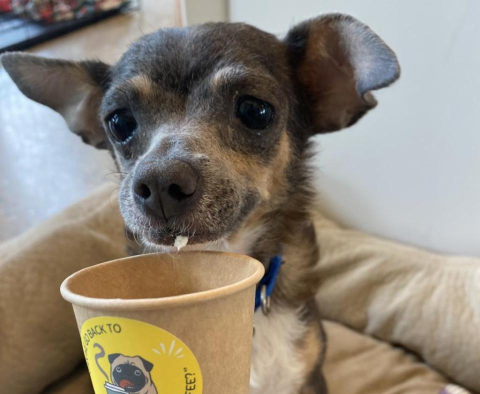 Berry the dog enjoying a pup cup