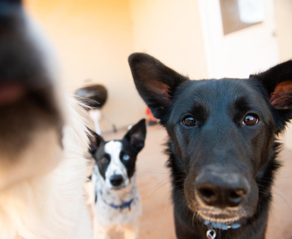 Greggy with two other dogs, one is very close to the camera