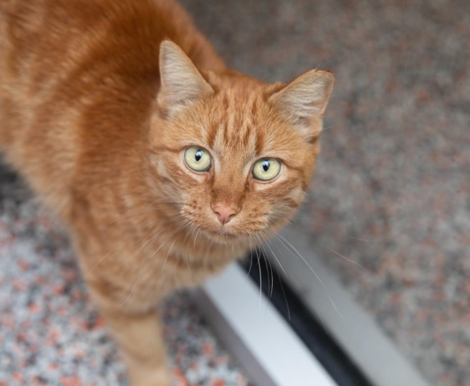 Orange tabby cat on a carpet