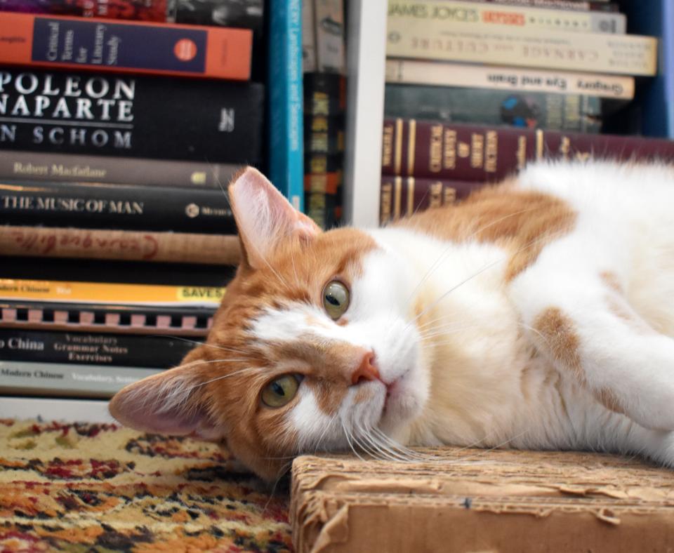 Goldilocks the cat lying down in front in some bookshelves