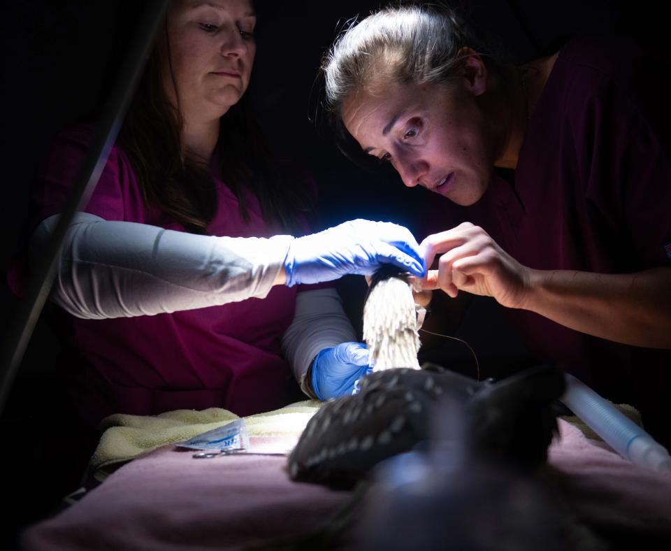 Two people performing the endoscopy on the heron