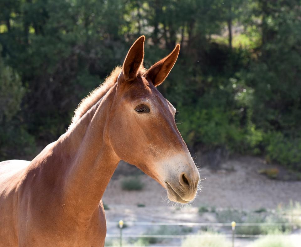 Lucky the mule standing outside