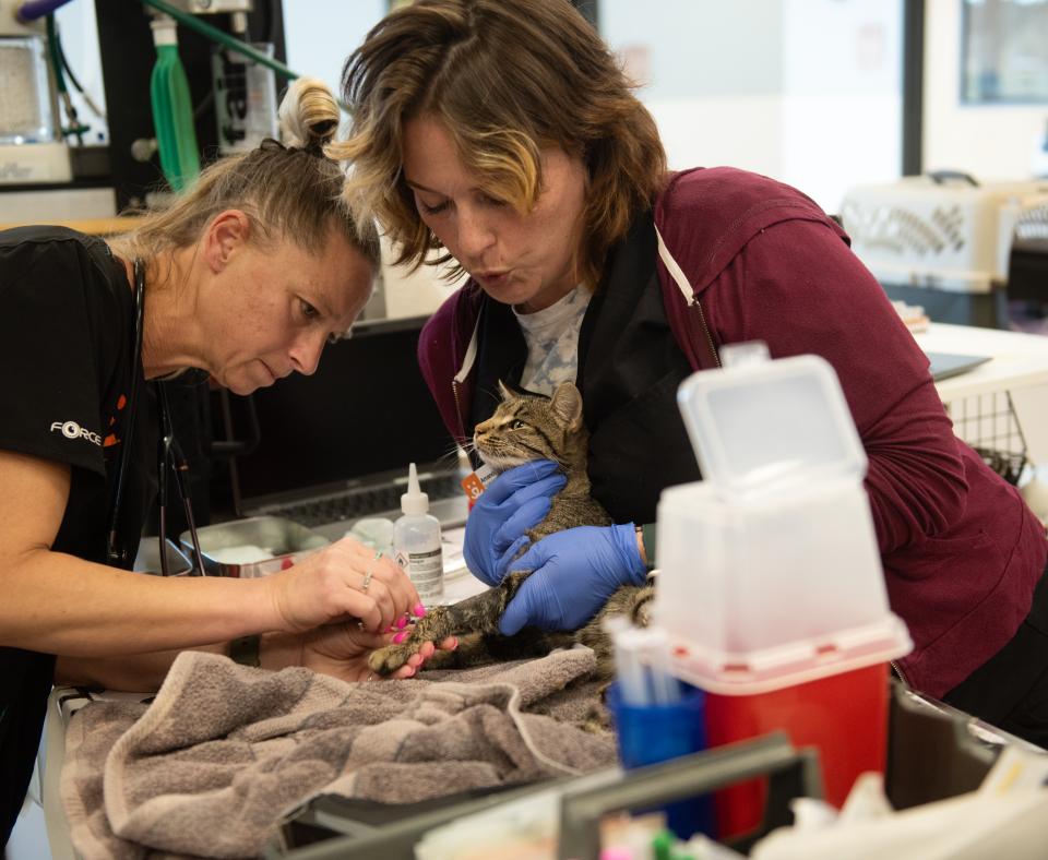 Marble the cat receiving treatment at the clinic