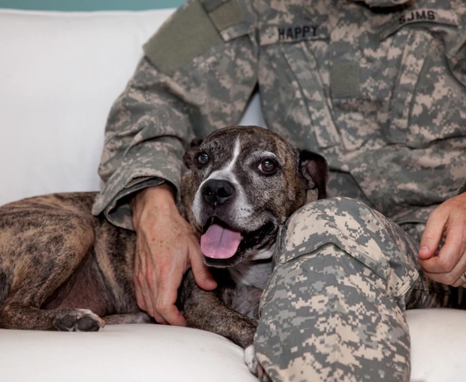 Dog lying against a person who is wearing a military camouflage uniform 