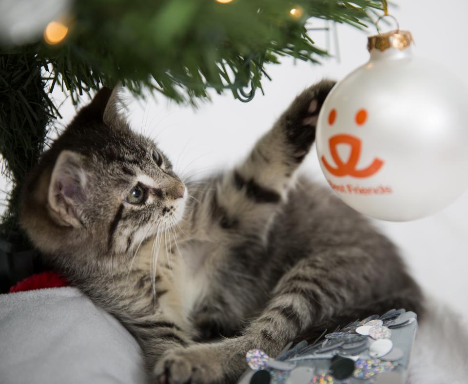 a gray tabby kitten reaches for a Christmas tree ornament with the Best Friends logo