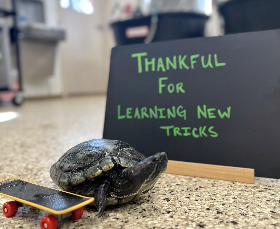 Tommy Sweet Cheeks the turtle next to a small skateboard and a sign that says, Thankful for learning new tricks