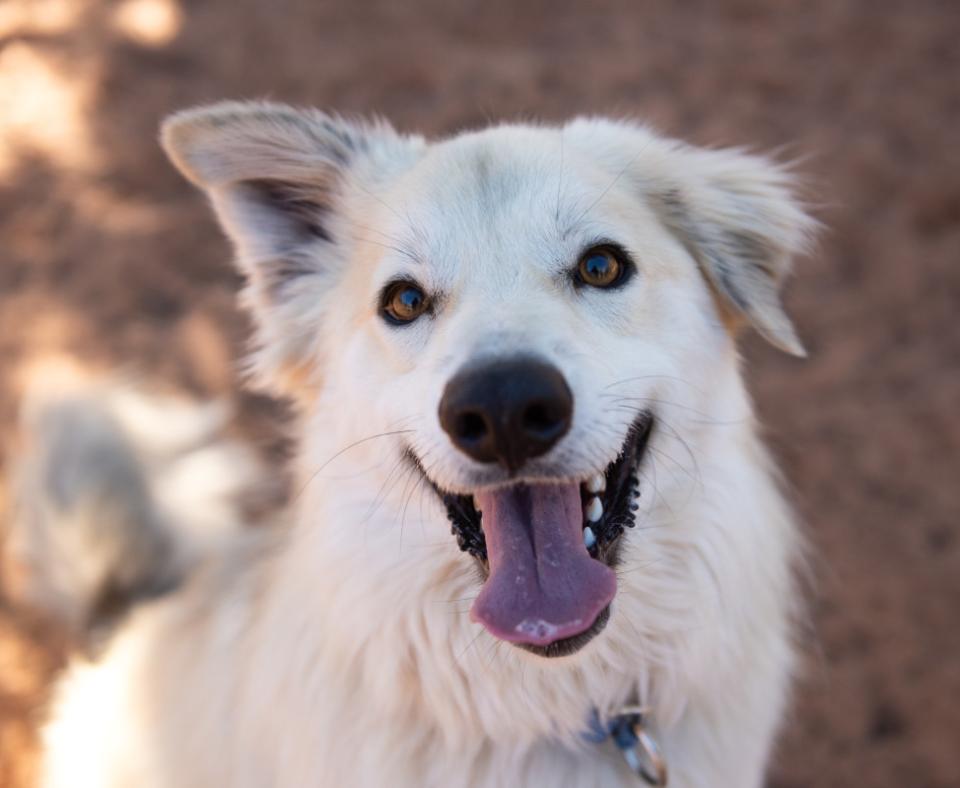 Dean, a happy looking white dog with smiling mouth