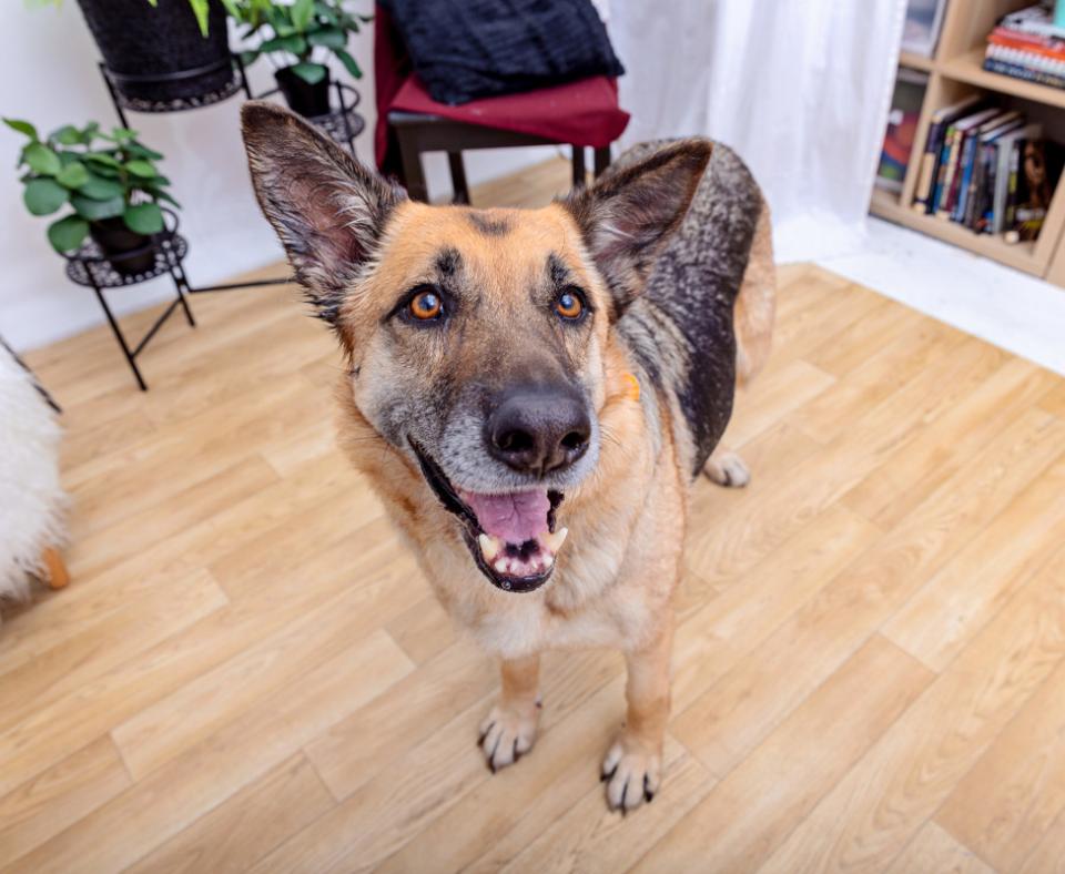 Smiling shepherd in a home environment