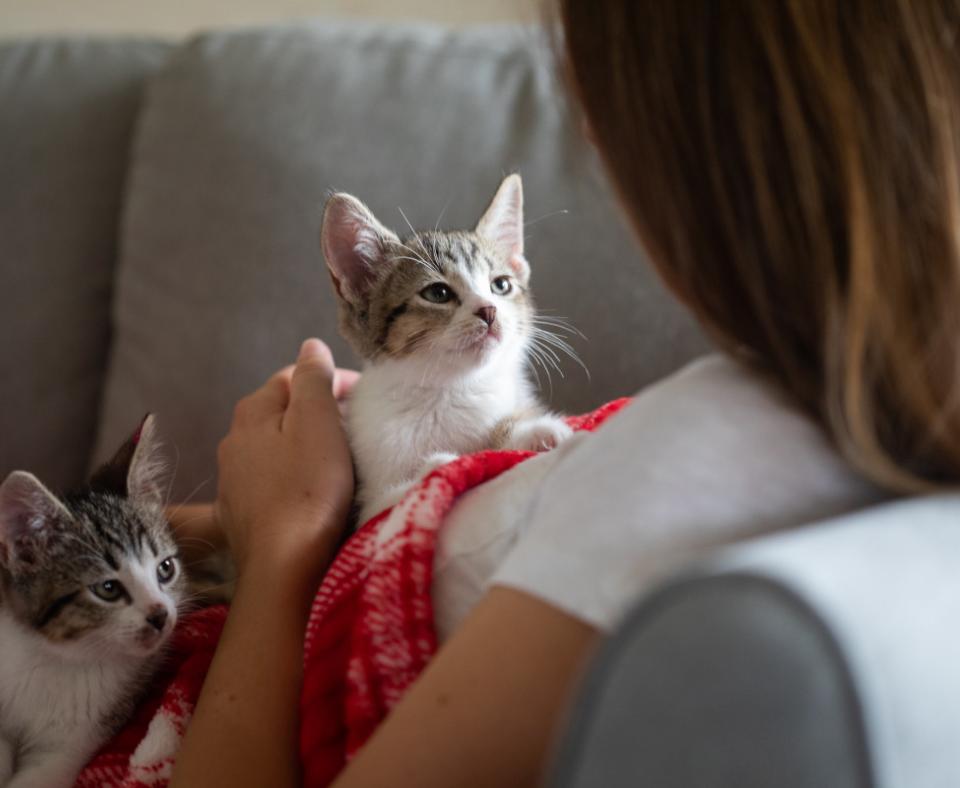 Person lying on a couch with two kittens in their lap on a red and white blanket