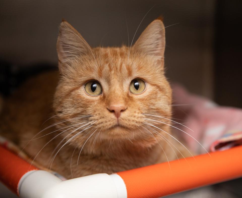 Orange tabby cat in an orange raised bed