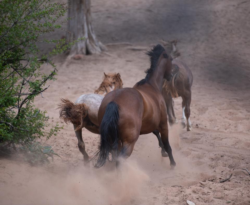 Three horses outside running away