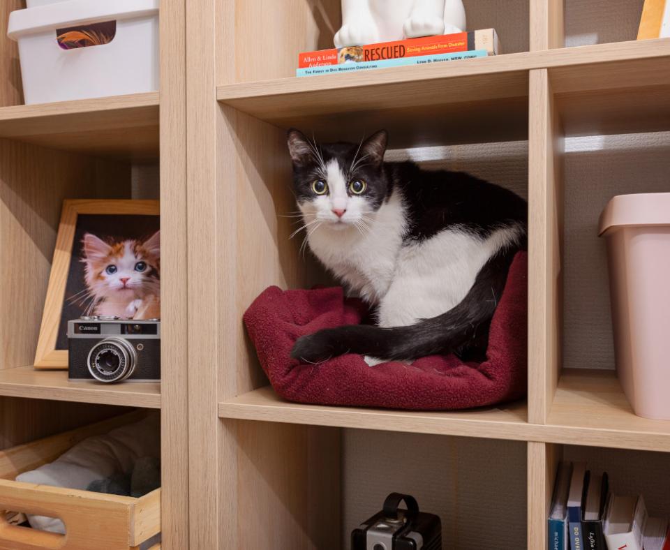 Black and white cat in a bookshelf