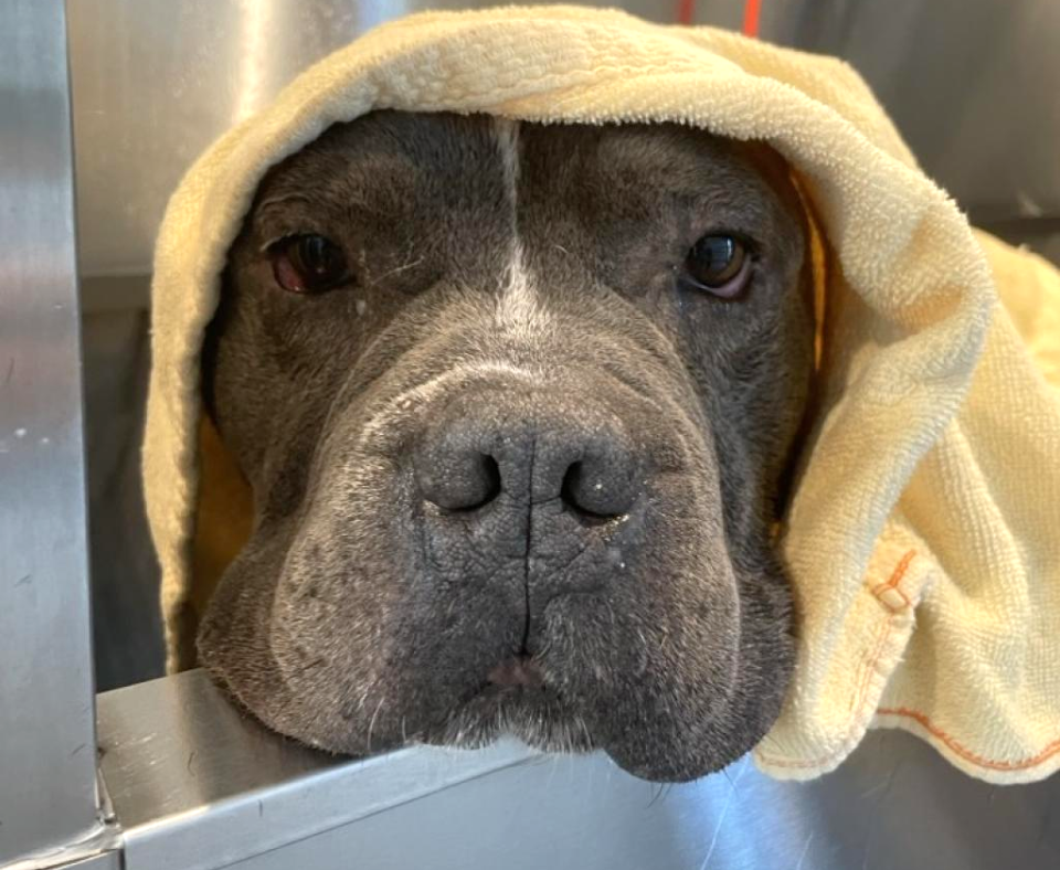 Pumba the dog after a bath with a yellow towel over his head