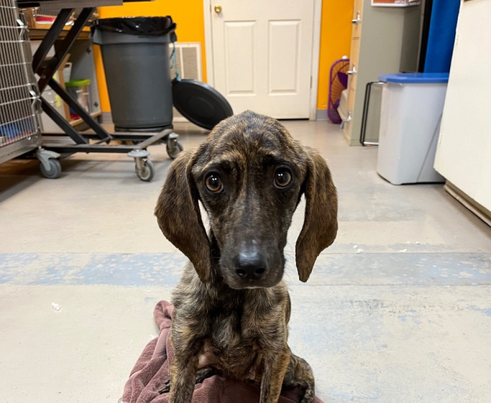 Sabine the dog sitting on a towel at the shelter