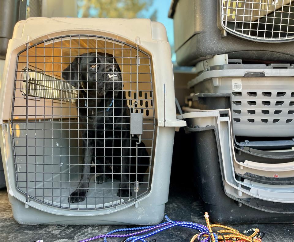 Picasso the dog in a kennel for transport