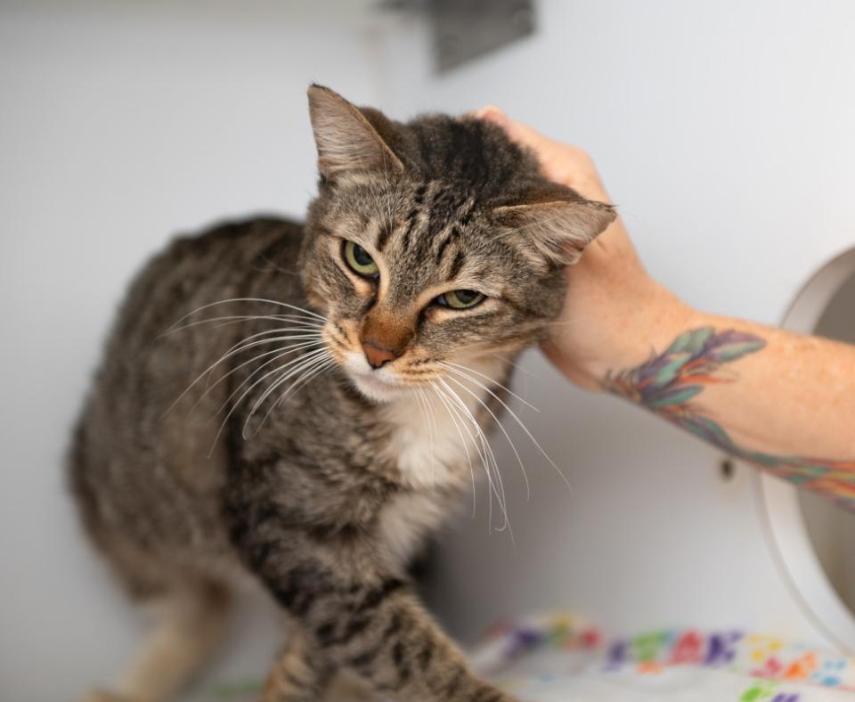 Pluto the cat being petted by a person's hand