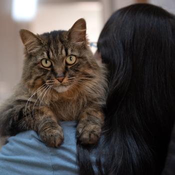 Cat resting on a person's shoulder