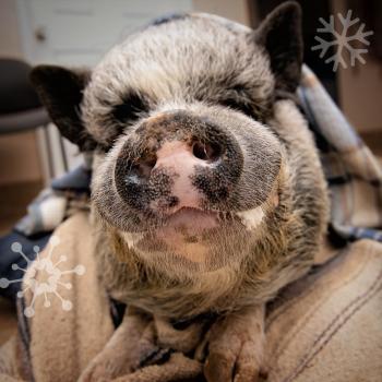 Pig sitting on blanket on floor