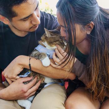 Two people sitting together with a cat between them