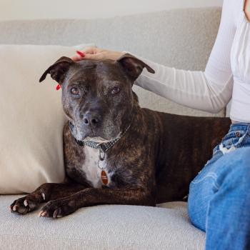 Person petting a dog on the head while sitting next to them on a couch