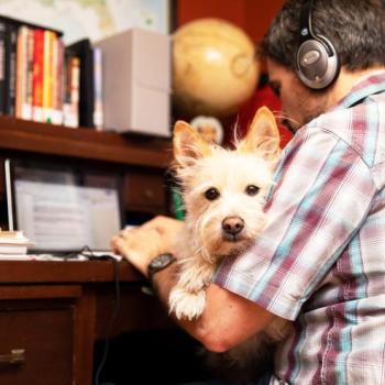 Person working at a computer desk in a home with a dog sitting on their lap