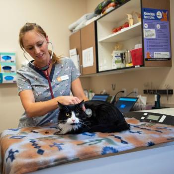 Veterinarian listening to a black and white cat's heart