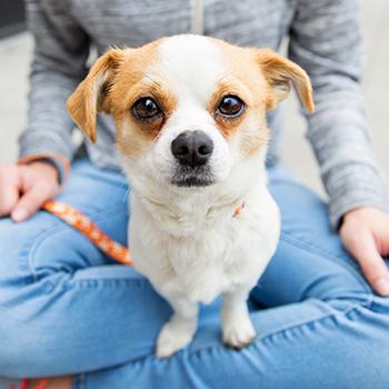 A small white and brown dog on a person's lap