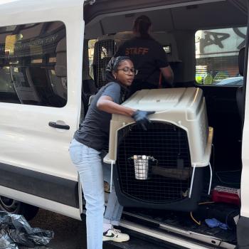 Person lifting a large animal carrier out of a transport van