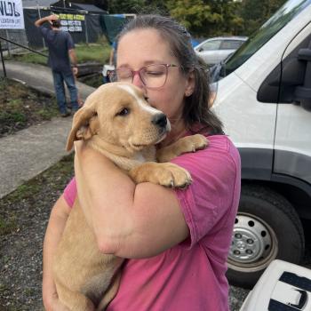 Person holding a dog in front of a transport vehicle