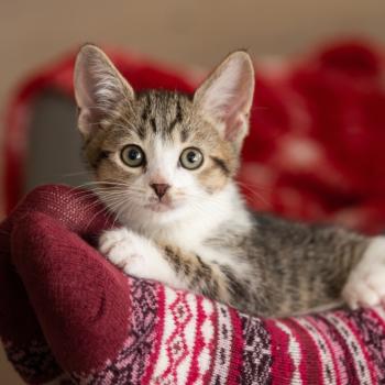 Tabby and white kitten lying on someone's feet wearing socks