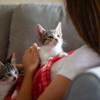 Person relaxing with two kittens on a fuzzy blanket