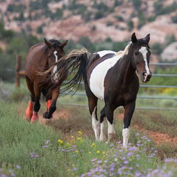 Two horses walking in a pasture by a fence