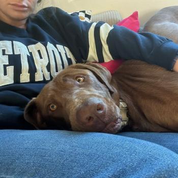 Spud the dog lying on his foster mom's lap