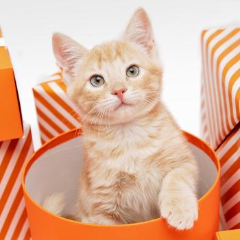 Orange kitten in a circular box surrounded by orange and white striped boxes