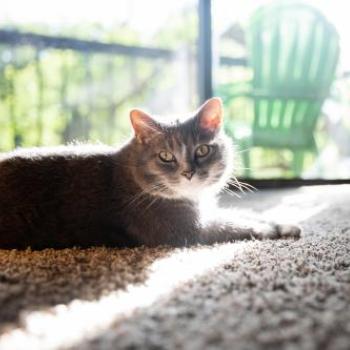 Cat relaxing on a rug with sun coming through the window behind them