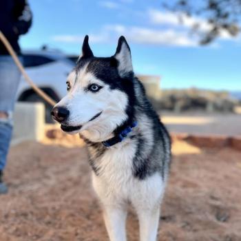 Stella the dog outside on a leash