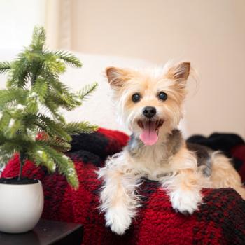 Fuzzy dog resting on a blanket on a couch next to small evergreen tree decoration