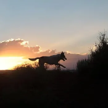 Dog running in front of the sun setting in the background