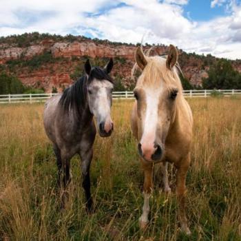 Two horses in a big pasture at Best Friends Animal Sanctuary