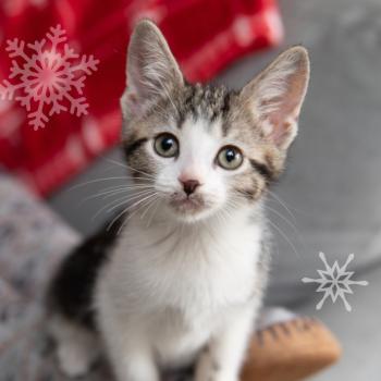 Tabby and white kitten with snowflakes and red blanket