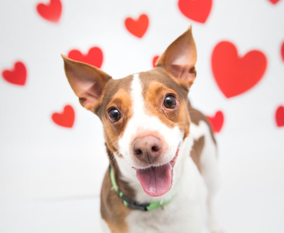 Happy dog surrounded by hearts