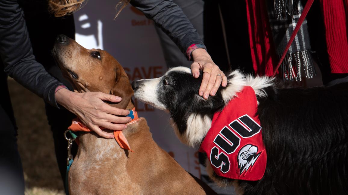 Person petting two dogs, including one who is wearing a SUU bandana