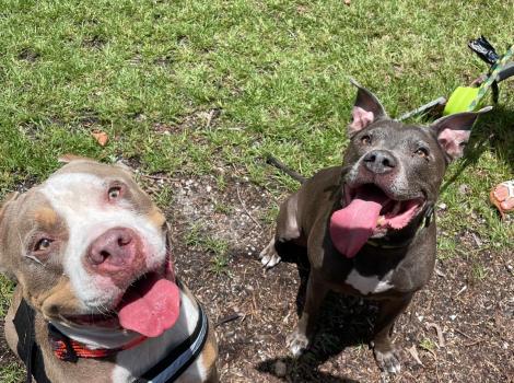 Two pit bull terriers smiling with their tongues out